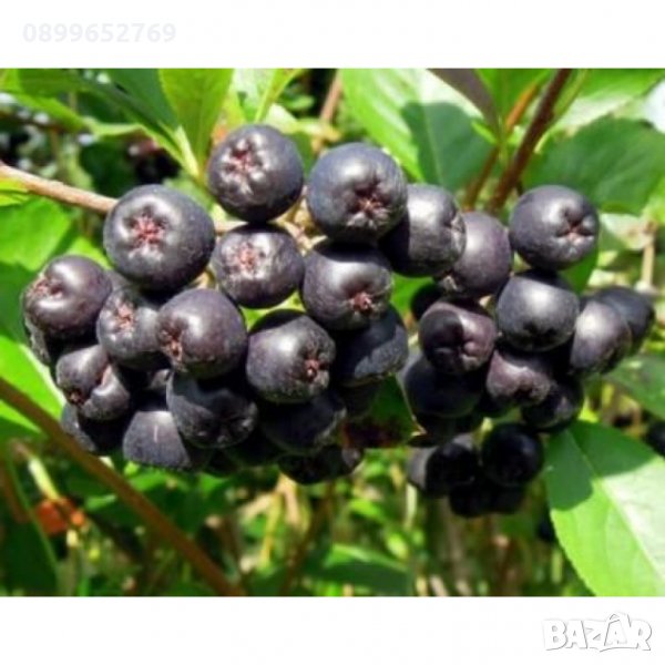 Арония, снимка 1