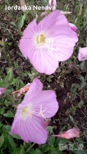 Йонотера, снимка 1