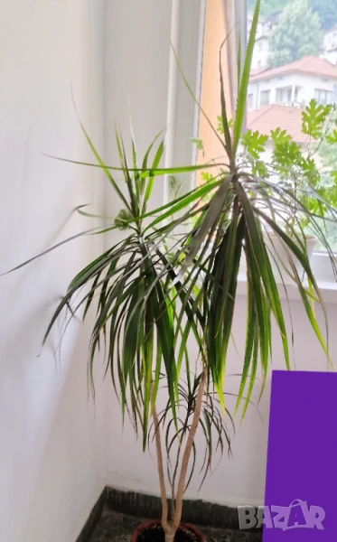 Продавам драцена, снимка 1