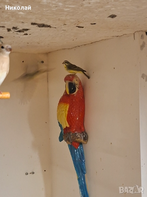 Мозамбикски Канарчетата!, снимка 1