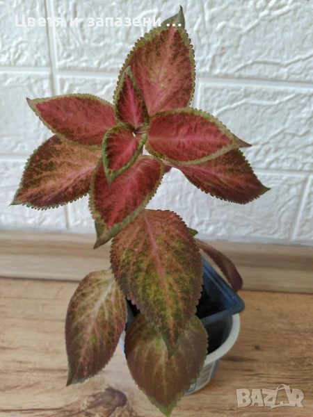   червени копривки, снимка 1