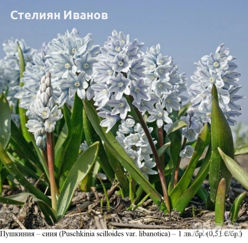 Пушкиния – синя (Puschkinia scilloides var. libanotica) – луковици