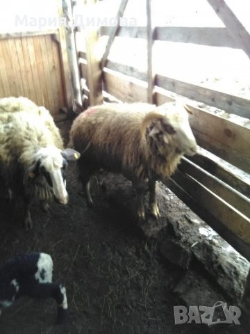 Продават се кочове,шилета и агнета, снимка 6 - Овце - 39505595