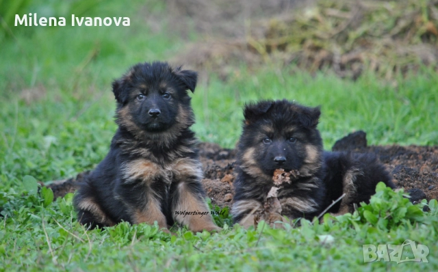 Легитимен развъдник разполага с кученца с дълъг косъм 