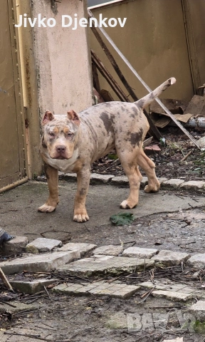Американско були / American bully XL , снимка 3 - Други - 52453803