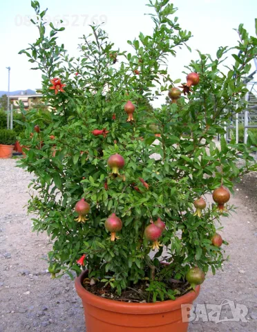 Мини нар, снимка 3 - Разсади - 48165518