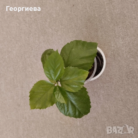 хибискус, снимка 2 - Стайни растения - 51104907