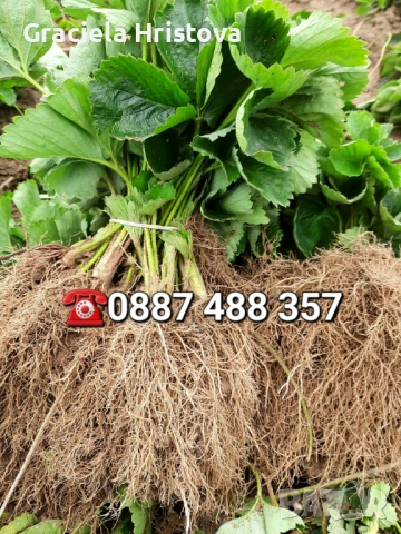 Продавам качествен разсад ягоди тел 0887 488 357 , снимка 2 - Градински цветя и растения - 53465590