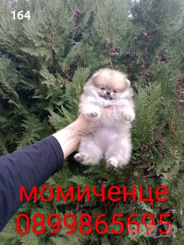 Бели Померани. Реални снимки от 15.12.25 г., снимка 14 - Померан - 52719427