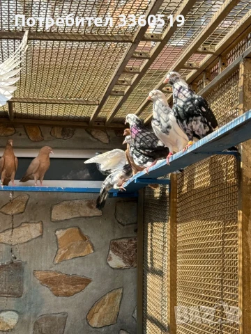 Гълаби неврени и лимонки, снимка 12 - Гълъби - 50813378