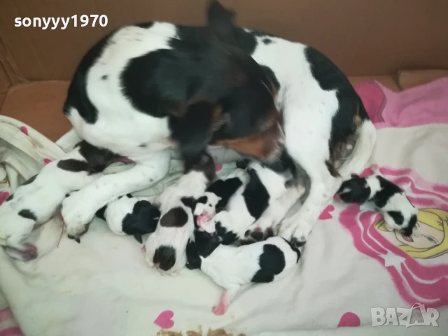 ДЖАК РЪСЕЛ БЕБЕТА-РОДЕНИ 11.08.25г 1208251833, снимка 7 - Джак ръсел териер - 51343492