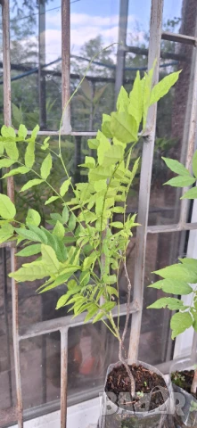 Вистерия/ глициния, снимка 8 - Градински цветя и растения - 51414363