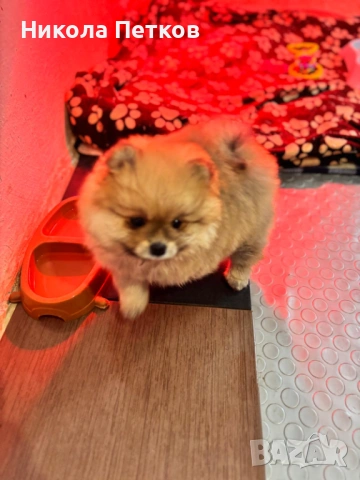 Померан , снимка 3 - Померан - 53155897