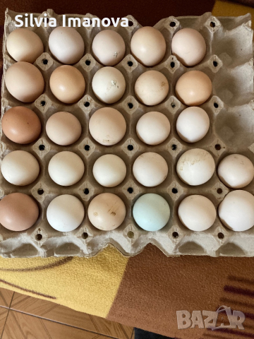 Домашни яйца, снимка 1