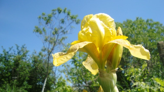 Перуника (Iris), снимка 4 - Градински цветя и растения - 53355868