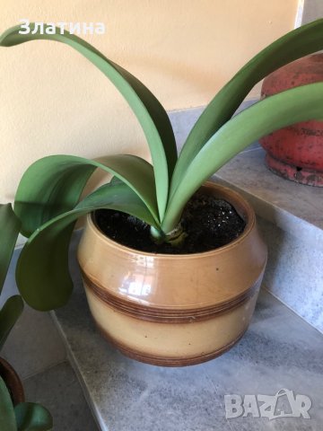 Цвете Хемантус албифлос, снимка 2 - Стайни растения - 26546935