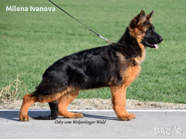 Легитимен развъдник разполага с кученца с дълъг косъм , снимка 18 - Немска овчарка - 52635144
