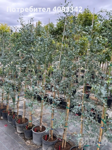 Евкалипт Студоустойчив , снимка 3 - Градински цветя и растения - 50375451