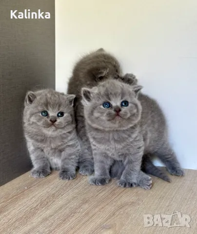 Чистокръвни сини британчета, снимка 7 - Британска късокосместа - 49778535