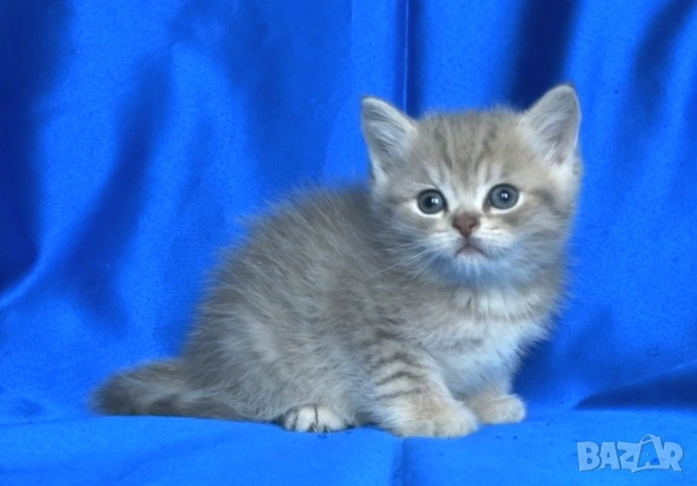 Британски късокосмести котата, снимка 4 - Британска късокосместа - 52373949