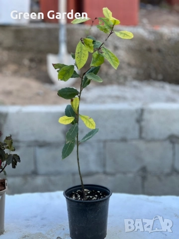 Дафинов лист, снимка 2 - Градински цветя и растения - 52006394