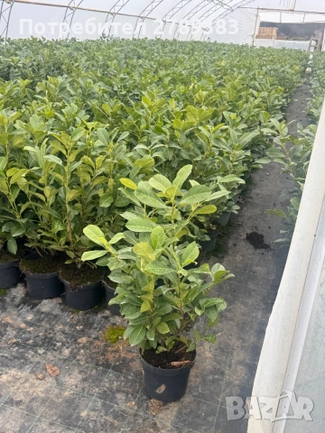 Лавровишна новита, снимка 2 - Градински цветя и растения - 53444068