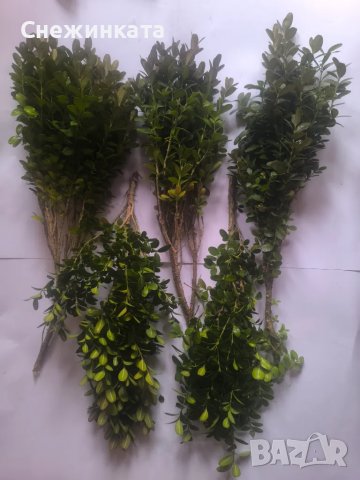 Клончета чемшир за вкореняване-10 броя за 6лв