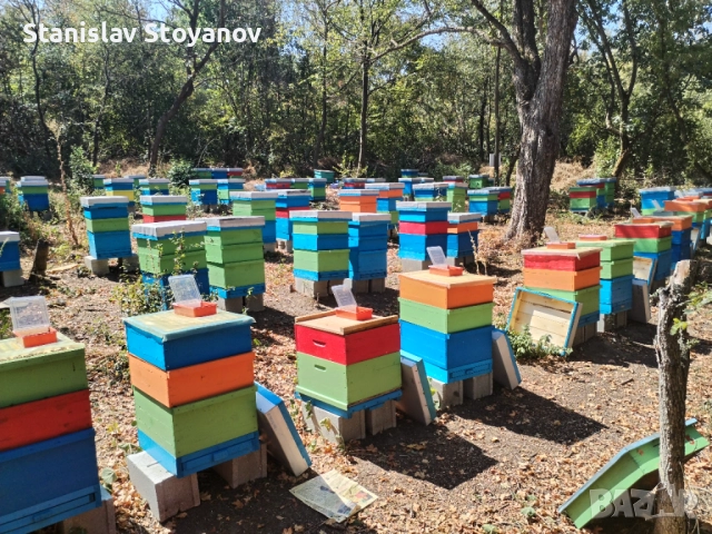 Пчелен мед, снимка 3 - Пчелни продукти - 52105328