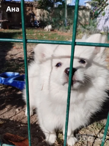 Мини шпиц, снимка 1