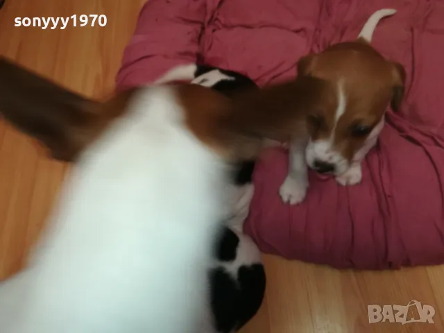 ДЖАК РЪСЕЛ БЕБЕТА 2025-ТА 3001251931, снимка 16 - Джак ръсел териер - 48897880