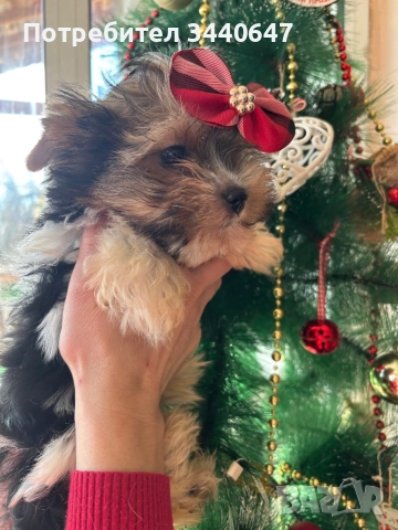 Мъжко йорки бивър, снимка 5 - Йоркширски териер - 52937784