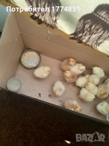 продавам пиленца домашни , снимка 1