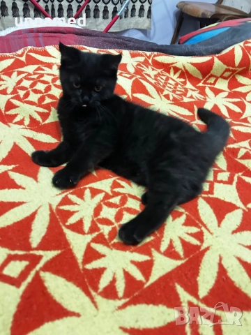 Мъжко британско котенце, снимка 4 - Други животни - 52832799