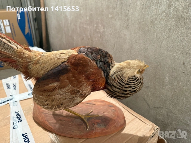 Продавам препариран фазан, снимка 4 - Други ценни предмети - 53608869