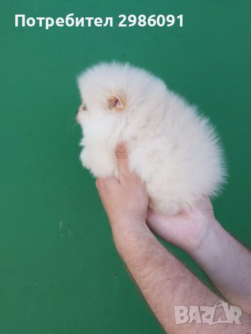 Мини Померан, снимка 4 - Померан - 36604538