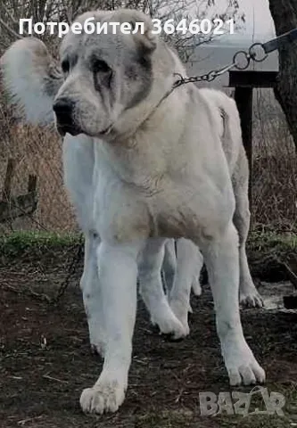 Сао Алабай за разплод.