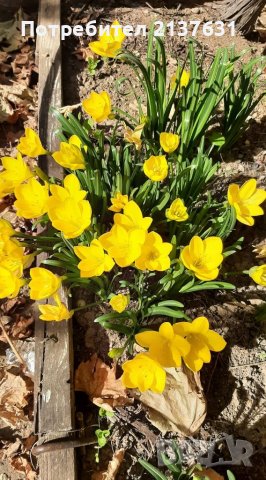 ГРУДКИ от ХЕМЕРОКАЛИС  , ЛУКОВИЦИ от НАРЦИСИ и ЕСЕНЕН ЖЪЛТ МИНЗУХАР  , ГРАДИНСКА ЮКА  , ФИДАНКИ ЛЮЛЯ, снимка 14 - Разсади - 40115255