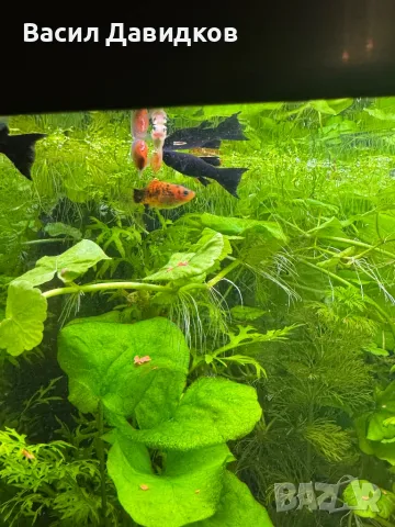 Молинезия, снимка 13 - Рибки - 48361888