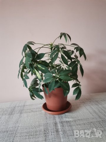 Шефлера - млади растения , снимка 5 - Стайни растения - 29690994