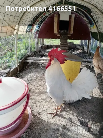 Петли Легхорн Бял, Сребърна Италянка и Ексченджрр