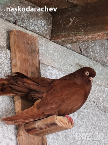 Бургаски местни преметачи различни цветове, снимка 2 - Гълъби - 52410723