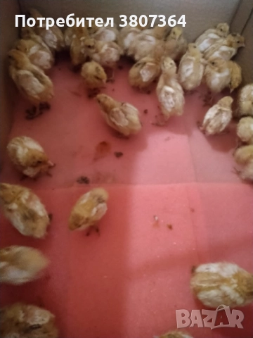 Яйца от пъдпъдъци разплодни и за консумация , снимка 11 - други­ - 52701949
