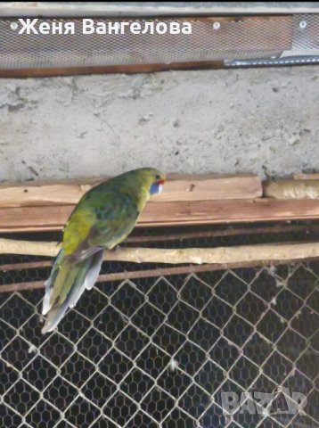 папагали малък Александър розела, снимка 8 - Папагали - 43545114