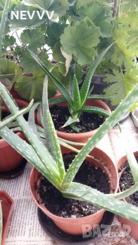 Алое лечебно растение, снимка 9 - Стайни растения - 47724690