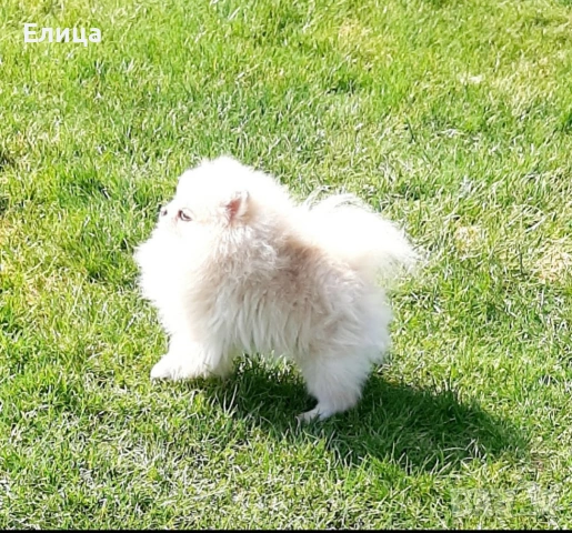 Померан за разплод, снимка 3 - Померан - 53010162