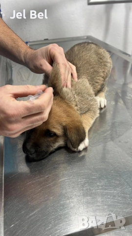 Кученце Кръстоска Алабай Х Белгийска Овчарка с Доставка, снимка 3 - Алабай - 49938706