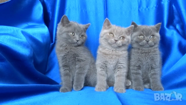 Чистокръвни Британски късокосмести котета, снимка 7 - Британска късокосместа - 53322558