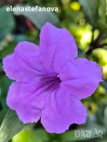 Руелия - лилава, снимка 5 - Стайни растения - 47282695