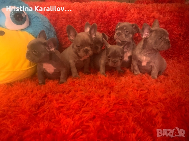 Френски булдочета, снимка 11 - Френски булдог - 52495348