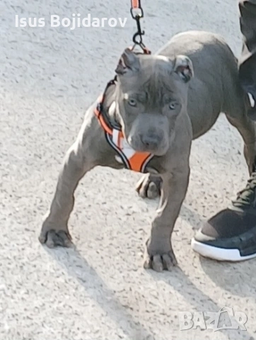 американски були 